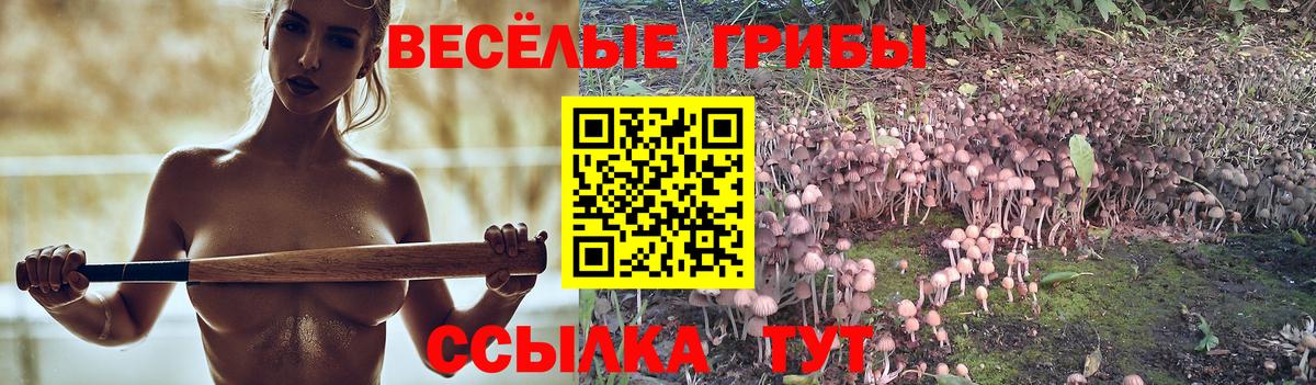 Кудрово  Псилоцибиновые грибы Cubensis  Вход с VPN  Псилоцибиновые грибы Psilocybe 